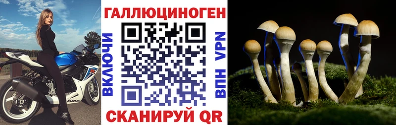 Галлюциногенные грибы Psilocybe  Нюрба 